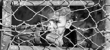 A small girl peers out from begind a wire fence.